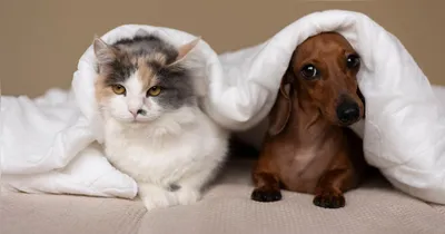 Para quem tem animais e crianças em casa, é preciso ficar atento a determinados tipos de produtos que podem ser tóxicos, caso sejam usados em maiores quantidades.