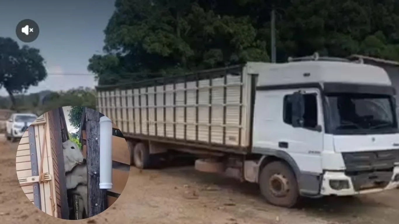 Imagem ilustrativa da notícia: Polícia intercepta carga com 32 cabeças de gado em Xinguara