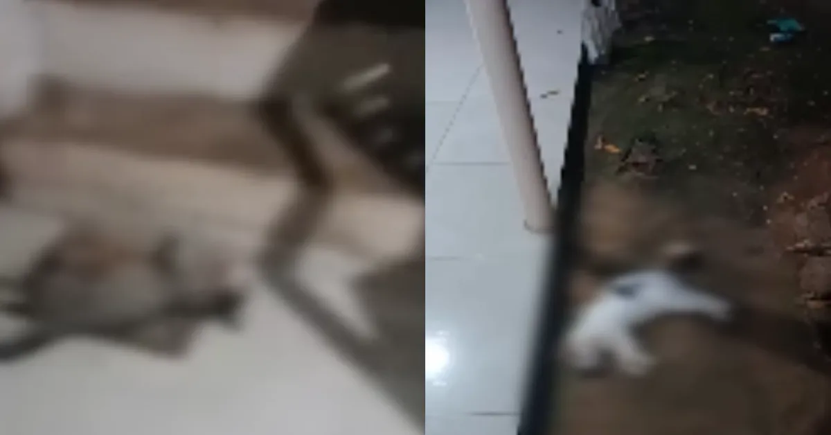 Imagem ilustrativa da notícia: 19 gatos morrem com suspeita de envenenamento em Parauapebas, no Pará