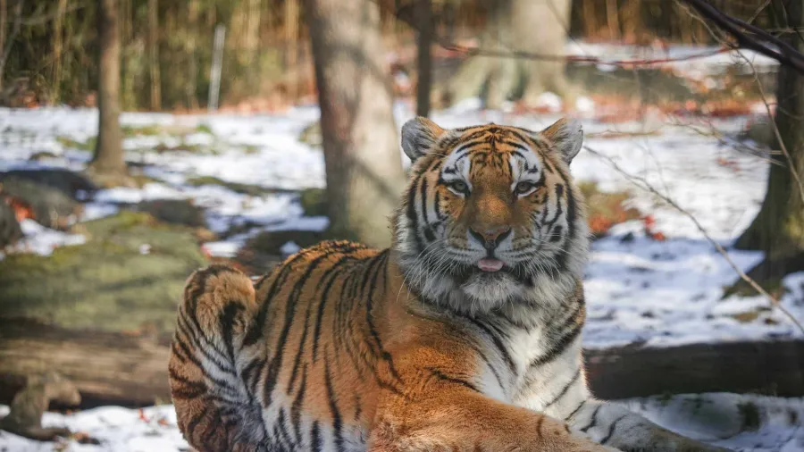 Imagem ilustrativa da notícia: Homem morre após entrar em recinto de tigre em zoológico