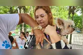 A imunização será destinada a cães e gatos que estejam saudáveis e aptos a receber a vacina