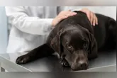 Imagem ilustrativa da notícia Cães e gatos podem ter pressão alta? Saiba como identificar a doença