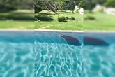 A capivara foi resgatada e devolvida ao seu habitat natural.