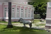 O episódio da praça não é isolado. Belém registrou ao menos quatro situações parecidas em poucas semanas.
