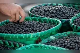 Fruto movimenta mais de R$ 1 bilhão no Brasil, segundo o IBGE.