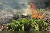 Ação faz parte das iniciativas da PF para o combate ao cultivo ilegal de cannabis na região.