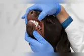 Escovação diária e consultas veterinárias ajudam a prevenir complicações.