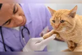 Segundo os especialista, deixar o alimento disponível à vontade, sem controlar as porções, pode favorecer excessos em alguns animais após a castração.