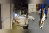 As cachorras eram constantemente abusadas pelo suspeito