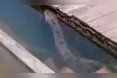 A sucuri apareceu no balneário, em Santarém, e assustou os banhistas