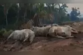 A carreta pegou fogo, saiu da pista e alguns bois transportados morreram