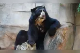 Pepito e Penélope vivem há mais de 15 anos no Zoológico Municipal Quinzinho de Barros, em Sorocaba.