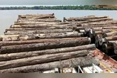 Cerca de 700 metros cúbicos de madeira em tora foram apreendidos durante fiscalização no Rio Maiatuaru, em Igarapé-Miri, no nordeste do Pará.