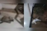 Imagens compartilhadas nas redes sociais mostram situação antes das mortes.