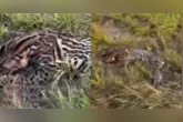 Presença de animais silvestres próximos às rodovias pode representar risco tanto para a fauna quanto para os condutores