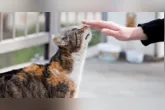 Descubra como momentos de qualidade com pets ajudam a reduzir estresse e ansiedade dos tutores, segundo especialista em comportamento animal.