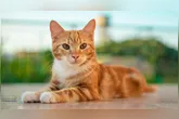 Descubra como a escovação ajuda a prevenir bolas de pelo e doenças em gatos. Dicas e cuidados essenciais para a saúde do seu pet.