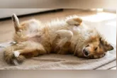 Cachorro dormindo de barriga para cima pode estar buscando conforto, aliviando o calor ou simplesmente relaxando em um ambiente onde se sente seguro.