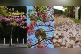 Belém ganha um colorido especial durante a temporada dos ipês, que florescem e transformam ruas, praças e parques da cidade em verdadeiros cartões-postais.