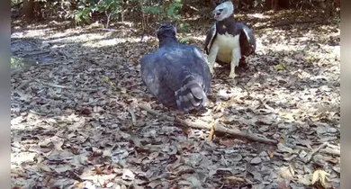 Imagem ilustrativa da notícia: Casal de harpias é flagrado em momento raro em Sinop (MT)