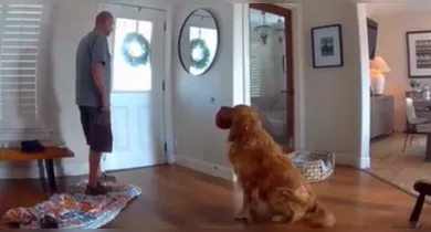 Imagem ilustrativa da notícia: VÍDEO: cachorro viraliza ao brincar com ladrão durante invasão de casa