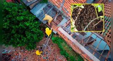 Imagem ilustrativa da notícia: Equipe de apicultor neutraliza enxame que atormentava moradores, veja