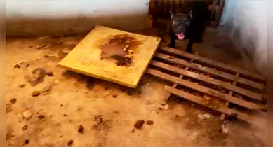 Imagem ilustrativa da notícia: Polícia resgata 19 aves e cães maltratados em bairro do interior do PA