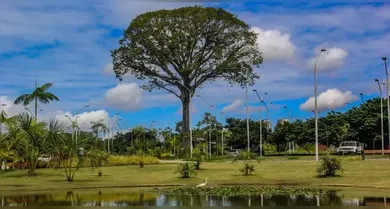 Imagem ilustrativa da notícia: 5 lugares com áreas verdes para passear com crianças na Grande Belém