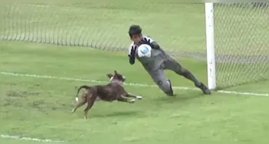 Imagem ilustrativa da notícia: Cadela vira "atacante" e quase marca gol para o Vasco