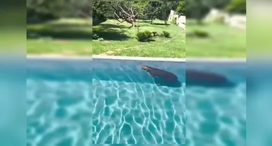 Imagem ilustrativa da notícia: Capivara é resgatada ao se encontrada tomando banho de piscina no DF