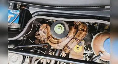 Imagem ilustrativa da notícia: Jiboia de 1,5 metro é encontrada em motor de carro em Minas Gerais