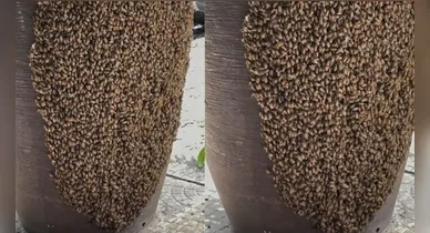 Imagem ilustrativa da notícia: Enxame de abelhas em vaso assusta moradores no centro de Castanhal