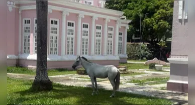 Imagem ilustrativa da notícia: Cavalo é visto na Praça da República após suposto abandono