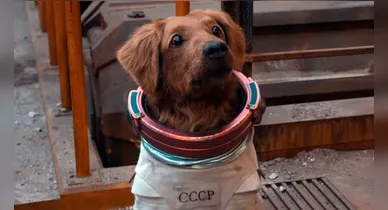 Imagem ilustrativa da notícia: Seu cão entende o que você diz? Estudo faz revelação surpreendente