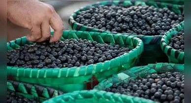 Imagem ilustrativa da notícia: Dia do açaí destaca força no agronegócio e expansão no mercado externo