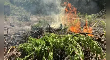 Imagem ilustrativa da notícia: Polícia Federal localiza plantação com 2,9 mil pés de maconha