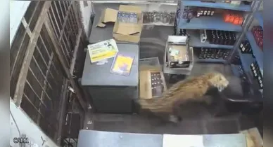 Imagem ilustrativa da notícia: Vídeo: leopardo invade estabelecimento e ataca homem 