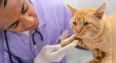 Imagem ilustrativa da notícia: Gatos castrados exigem cuidados especiais na alimentação