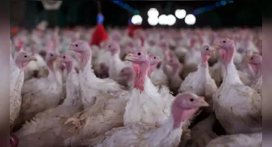 Imagem ilustrativa da notícia: Governo decreta emergência zoosanitária em quatro cidades após doença em aves