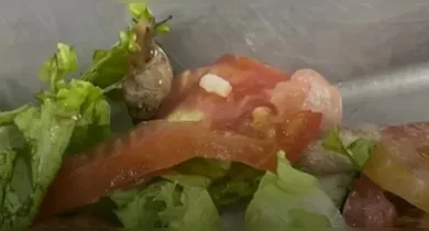 Imagem ilustrativa da notícia: Caramujo é encontrado em restaurante universitário da Ufra