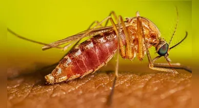 Imagem ilustrativa da notícia: Brasil confirma morte por Febre do Nilo Ocidental; veja sintomas