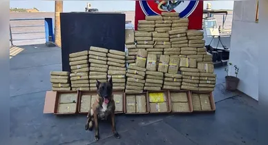 Imagem ilustrativa da notícia: Cadela ajuda a localizar 170 kg de drogas em Óbidos, no Pará