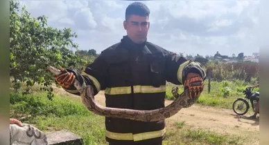 Imagem ilustrativa da notícia: Vídeo: jiboia é resgatada após susto em moradores em Bragança
