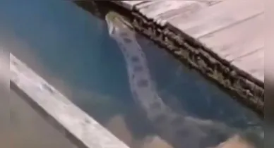 Imagem ilustrativa da notícia: Sucuri surpreende banhistas em balneário no Pará