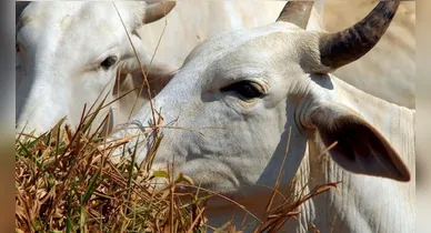 Imagem ilustrativa da notícia: Carne bovina brasileira terá tarifa de 67% para entrar na China