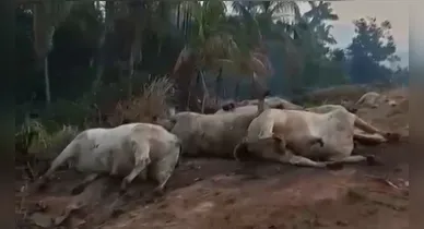 Imagem ilustrativa da notícia: Carreta pega fogo e gados transportados morrem no Pará