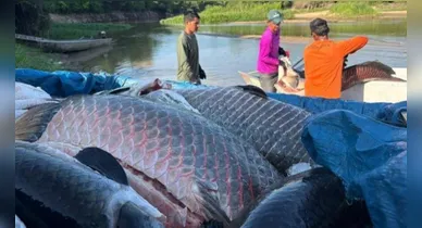Imagem ilustrativa da notícia: Mais de 18 toneladas de pirarucu invasor são retiradas de rio