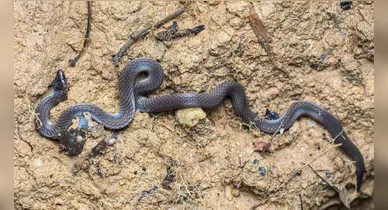 Imagem ilustrativa da notícia: Cobras dão cambalhotas e chegam a 13 km/h para fugir da presa