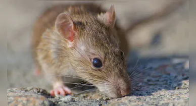 Imagem ilustrativa da notícia: Cientistas listam os 9 cheiros que podem afastar ratos de casa; veja quais