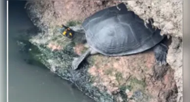 Imagem ilustrativa da notícia: Tartaruga é encontrada em canal no centro de Belém